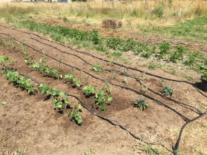 TheFarm1