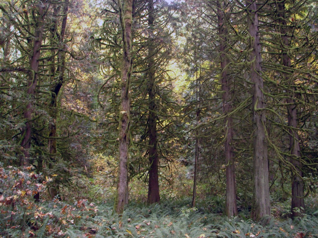 ForestPicture1920w